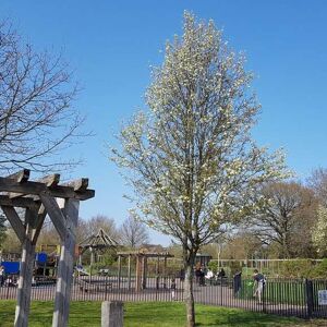 Pyrus calleryana 'Chanticleer' 12-14 HS